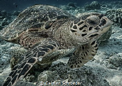Turtle HDR Nikon AW130 by Carsten Schroeder 